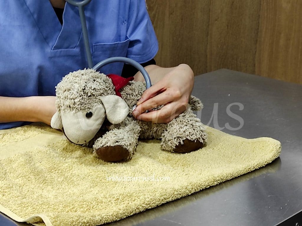 veterinaria la conejita 6