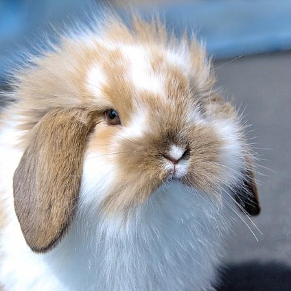 veterinaria la conejita 8