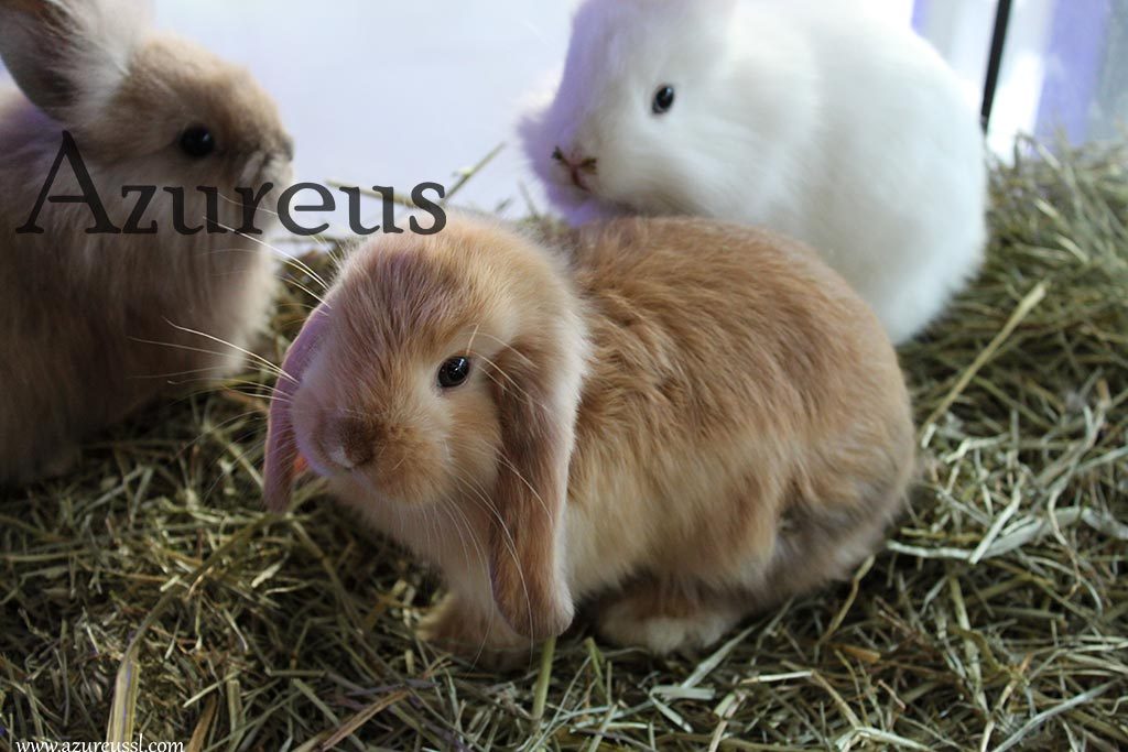 veterinaria la conejita 9