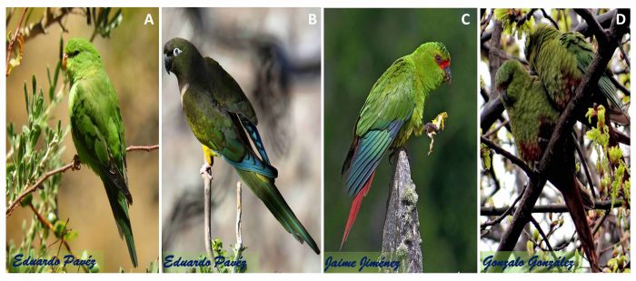 veterinaria la cotorra de jimenez