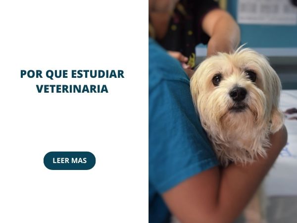 veterinaria la dura 1