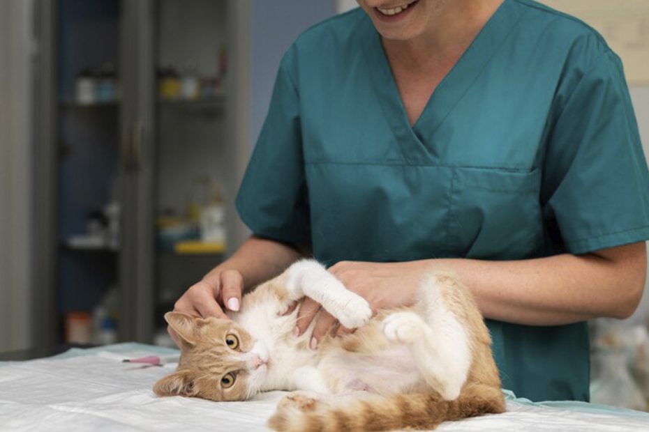 veterinaria la efectiva 2