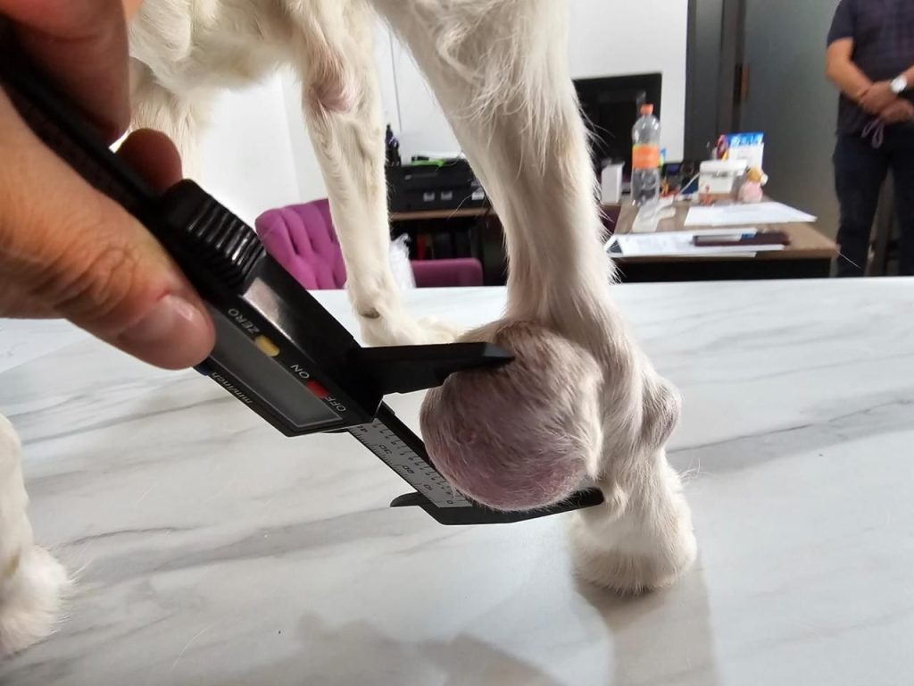 veterinaria la efectiva 4