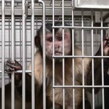 veterinaria la junglita