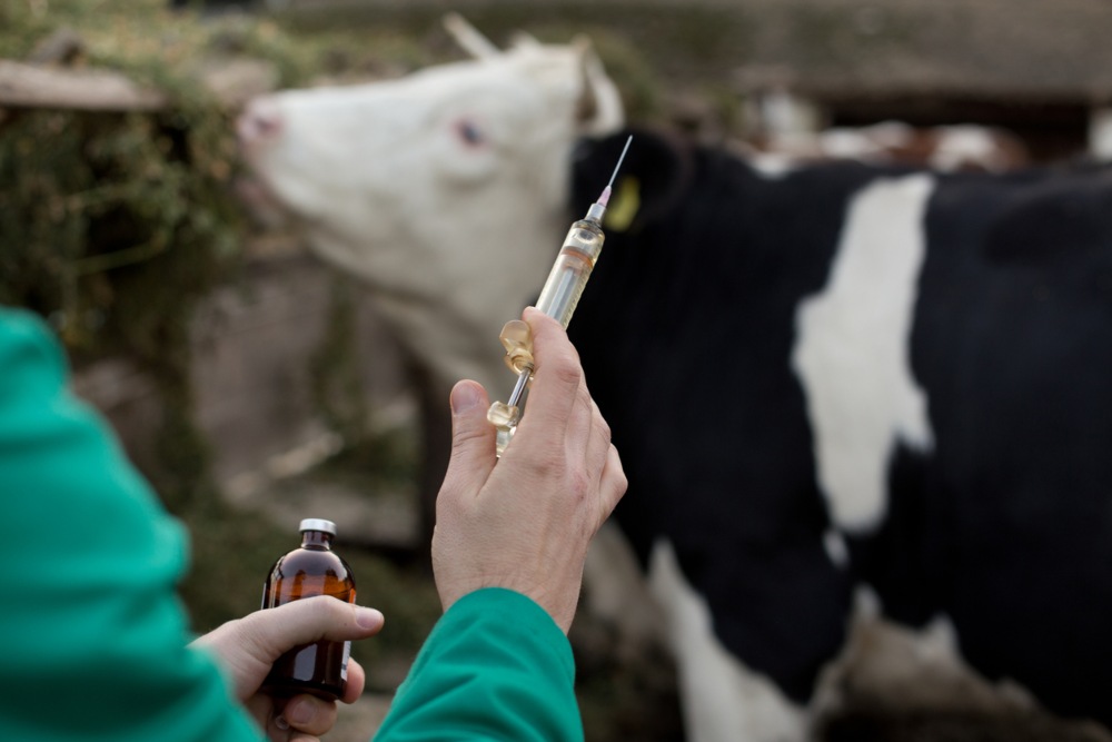 veterinaria la vaca 4