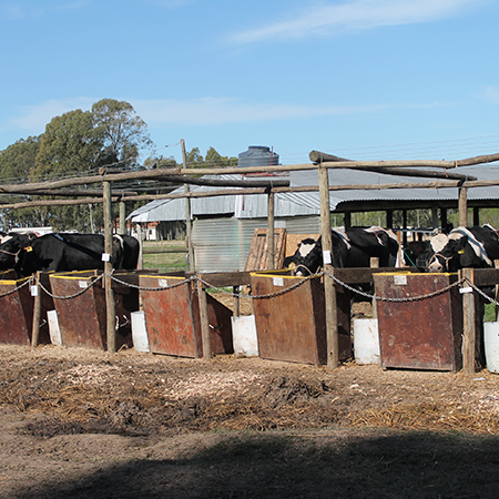 veterinaria libertad 2