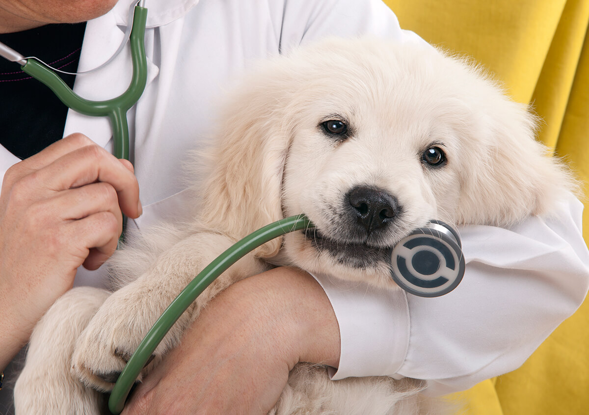 veterinaria pet care 2