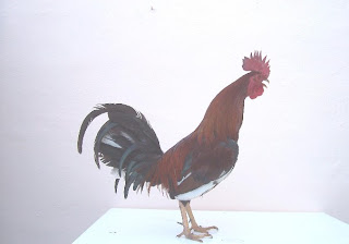 veterinaria pico y espuela
