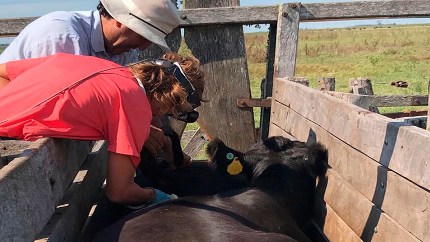 veterinaria pimentel ganadero ocoeno 2