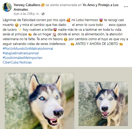 veterinaria salva vidas