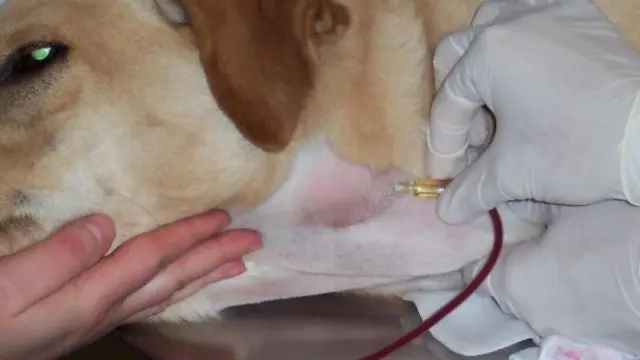 veterinaria salva vidas