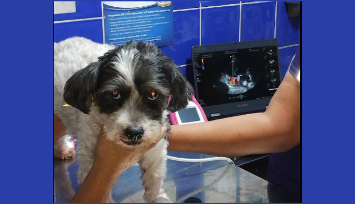 veterinaria santanita