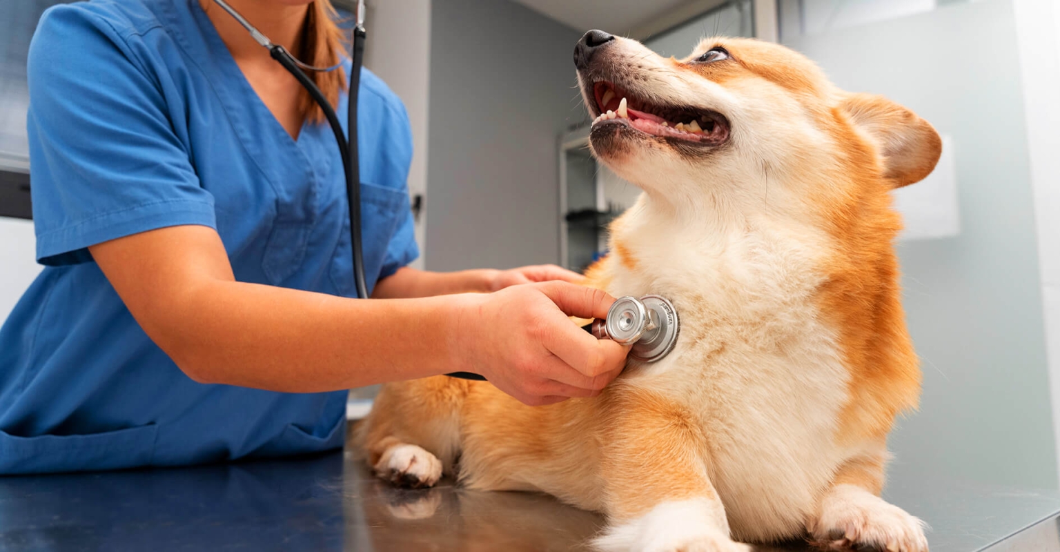 veterinaria traba alonzo 1