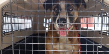 veterinaria traba alonzo