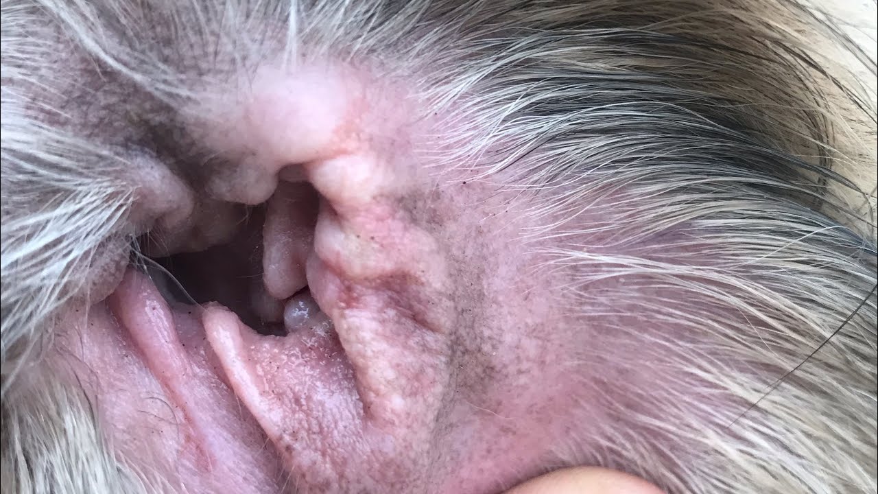 veterinaria vetmo 10