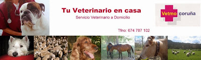 veterinaria vetmo 11