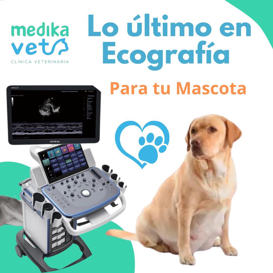 vetmo clinica veterinaria 2