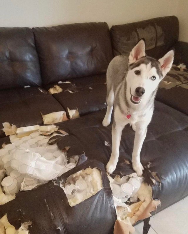 vetmo clinica veterinaria 5