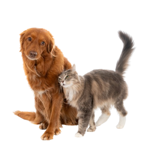 vetparadise veterinaria consulta a domicilio 1