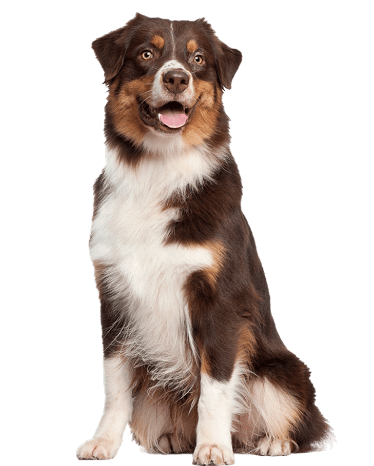 vetparadise veterinaria consulta a domicilio