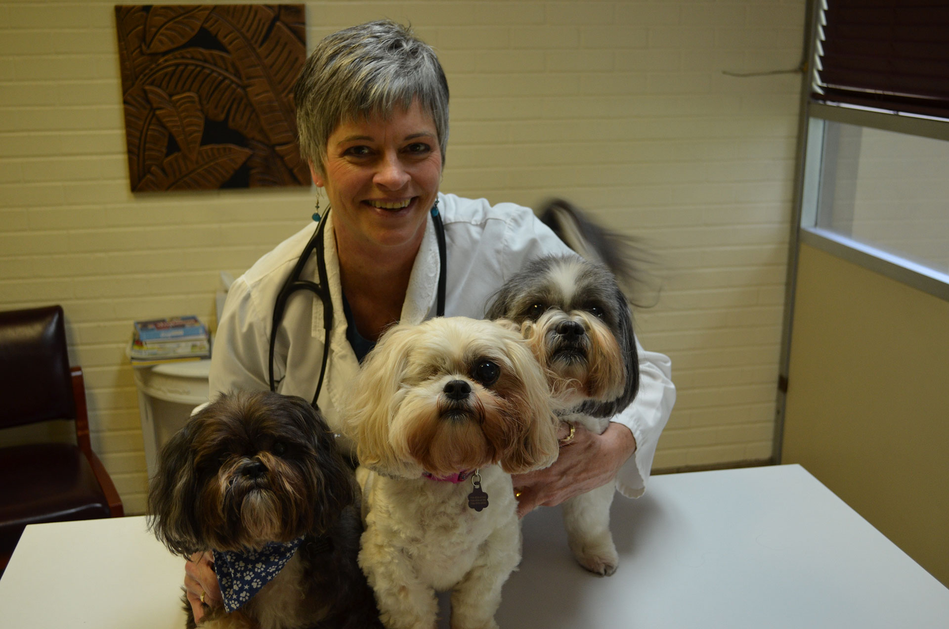 vetzoo saint hilaire