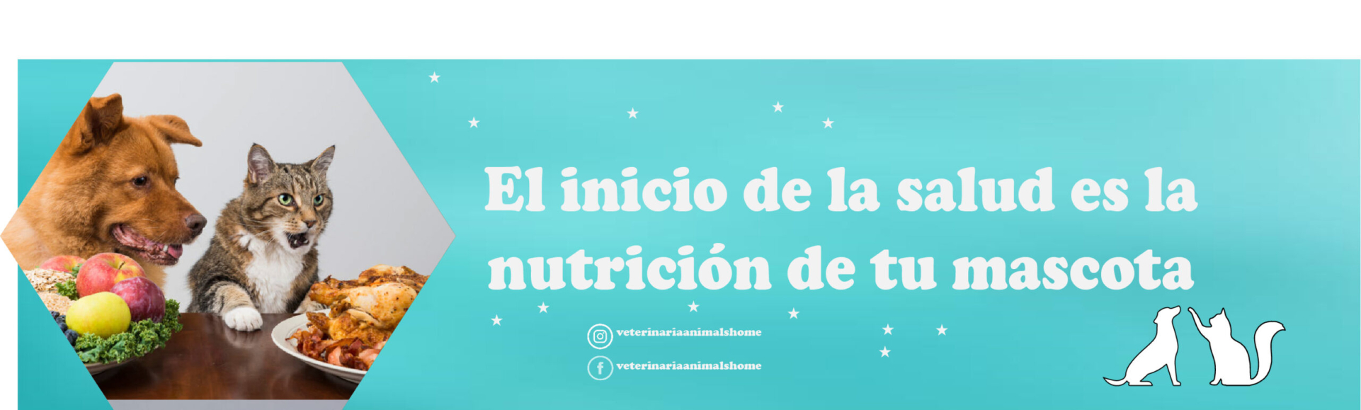 zoona animal veterinaria 2