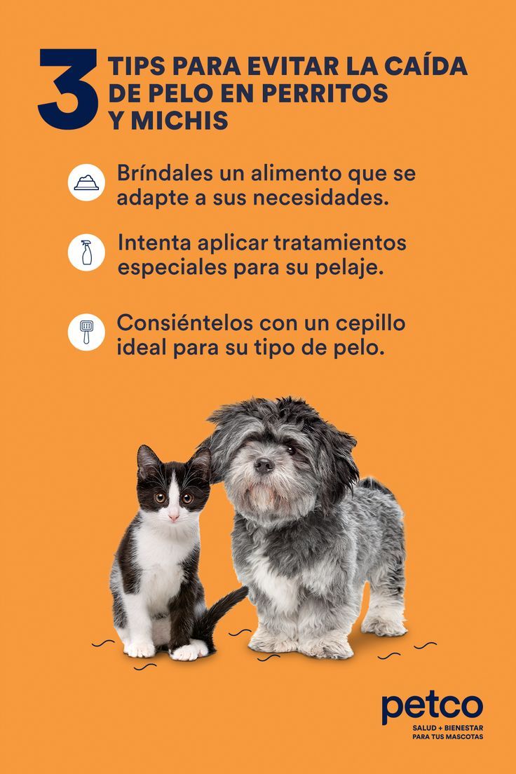 zoona animal veterinaria